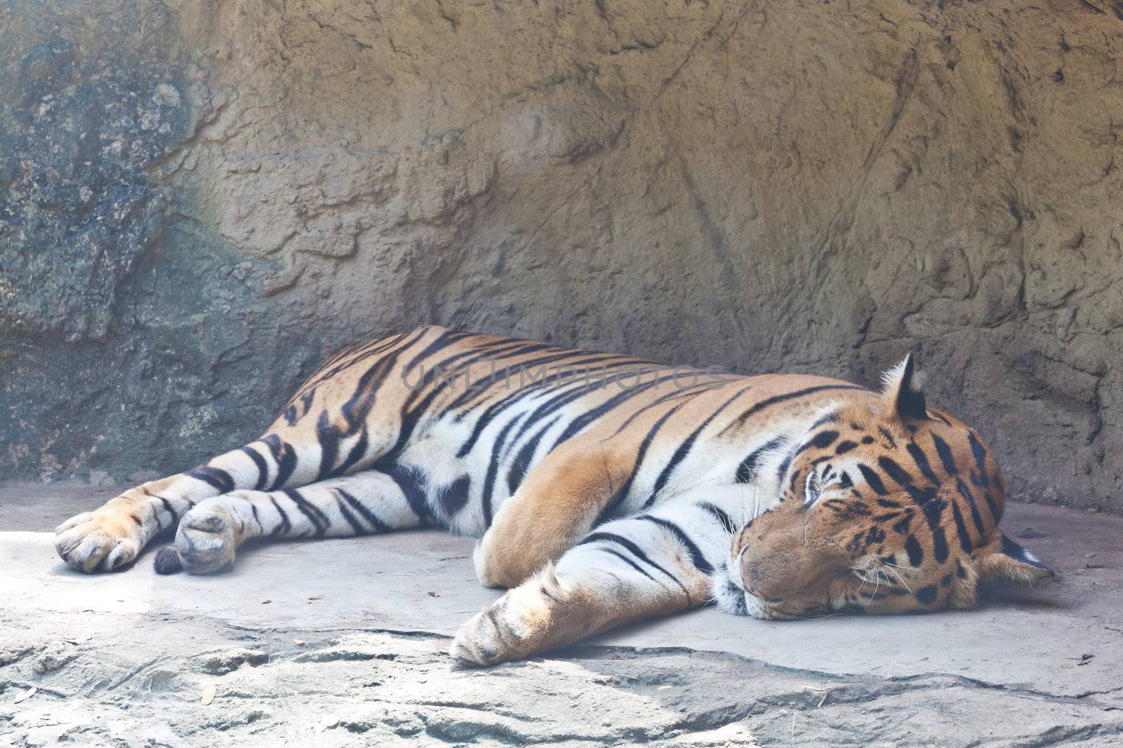 Bengal Tiger relaxing