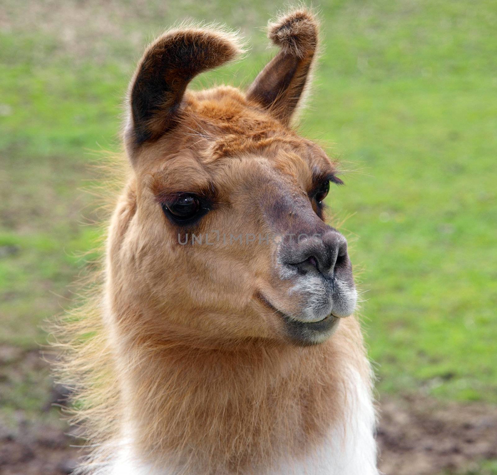 Head shot of a Llama        