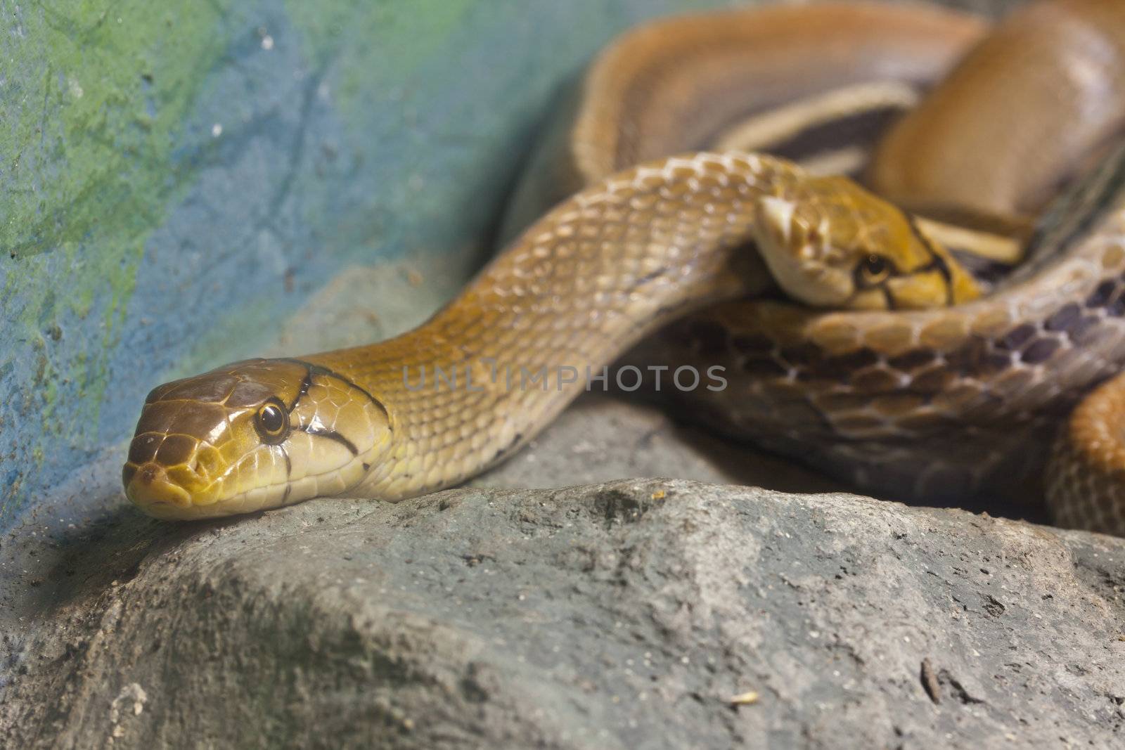 Close up of Copperhead Racer, focus at eyes by FrameAngel