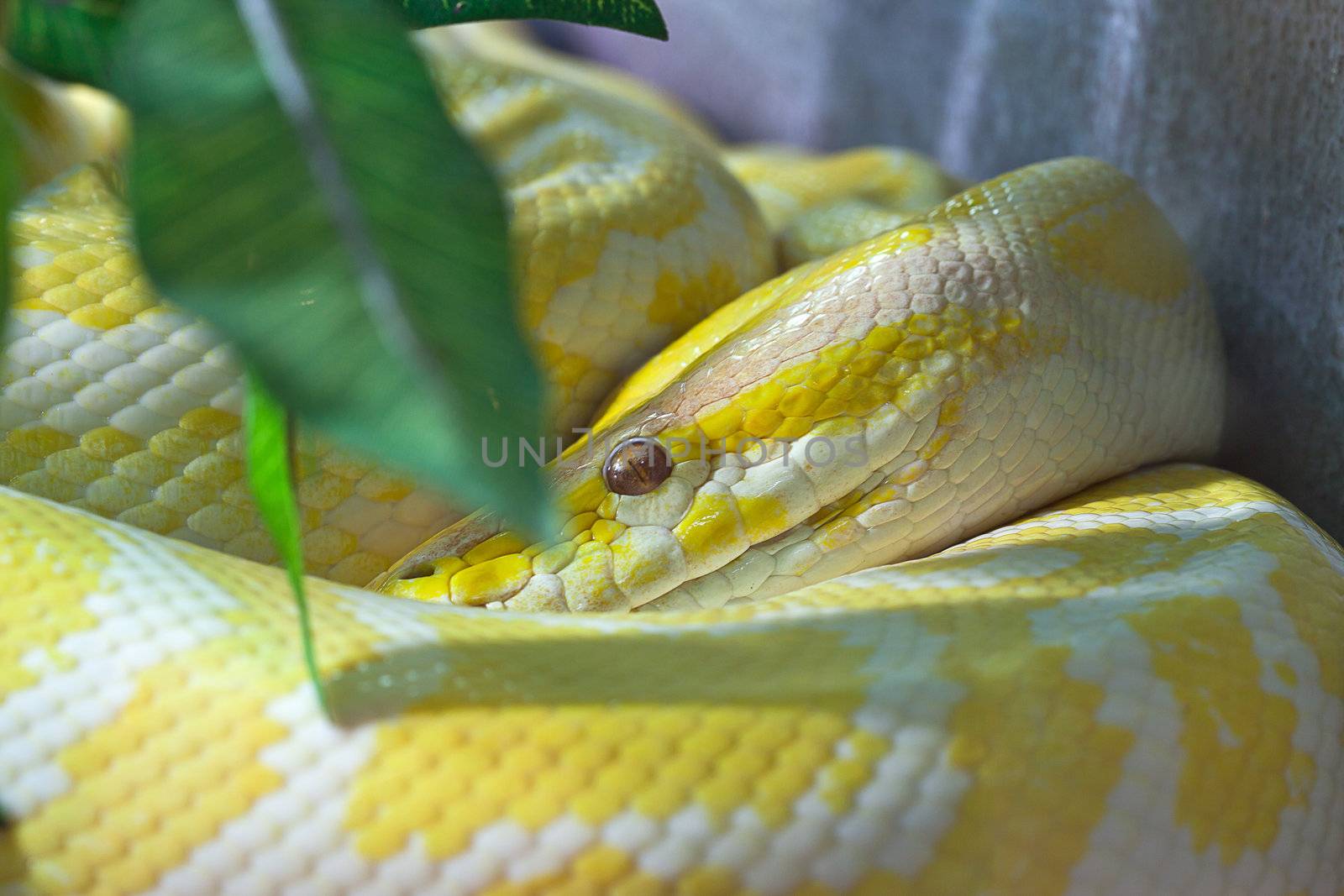 Close up of Golden Thai Python, focus at eyes by FrameAngel