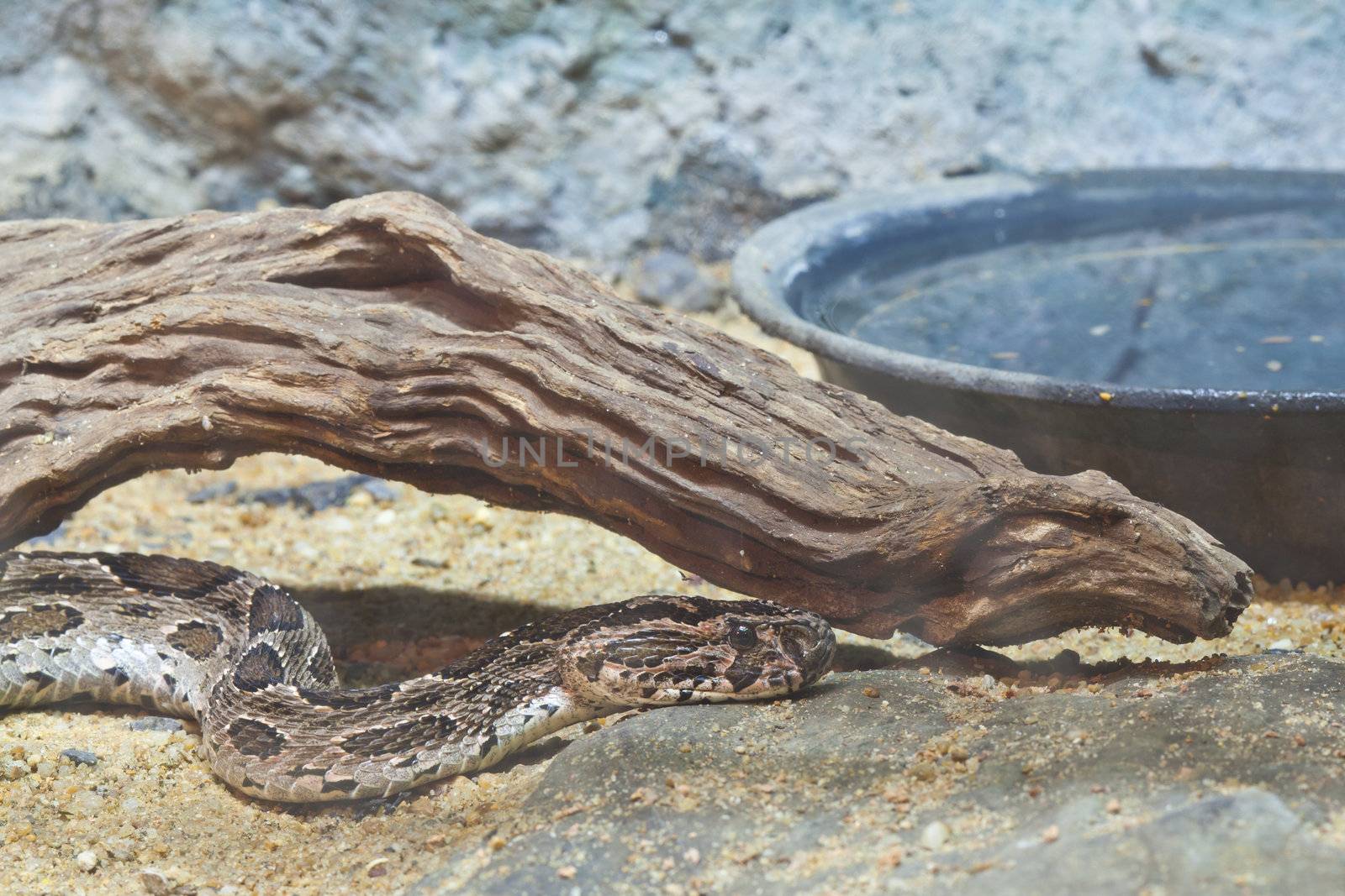 Snake,Siamese Russell Viper, focus at eyes
