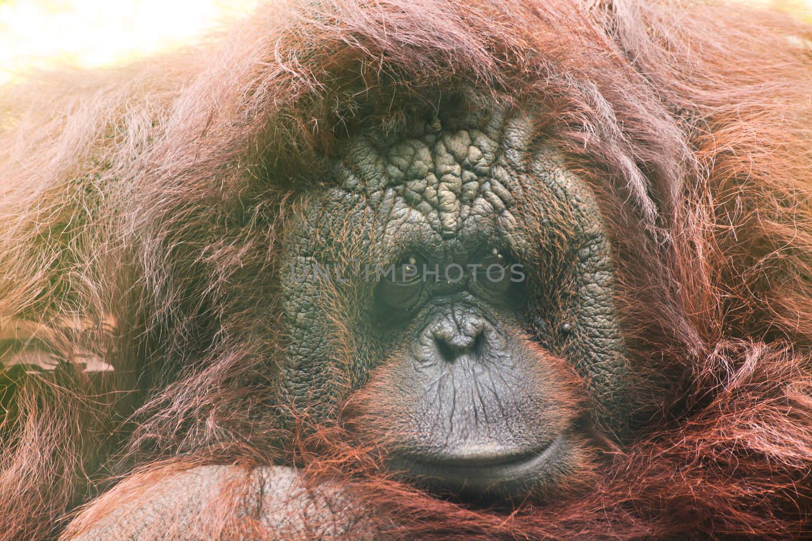 orangutang  by FrameAngel