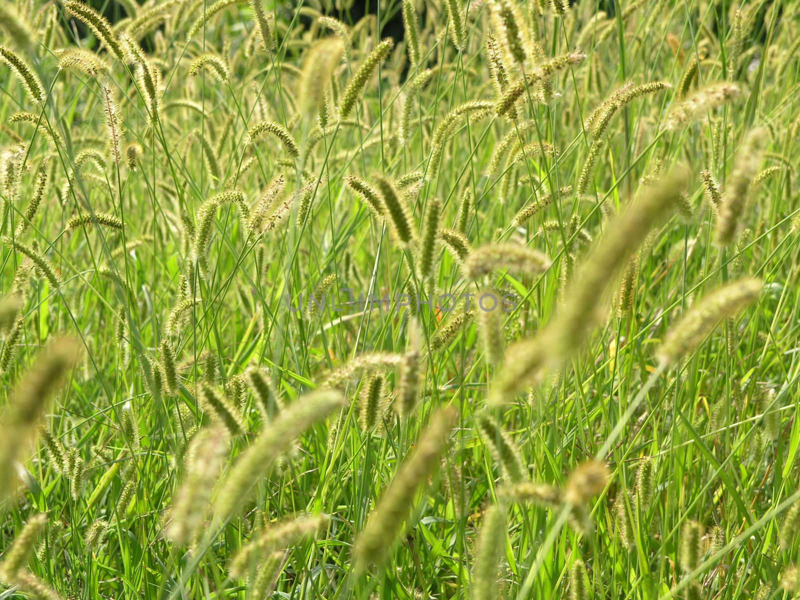 Green Background of plants on agricultural field, weed