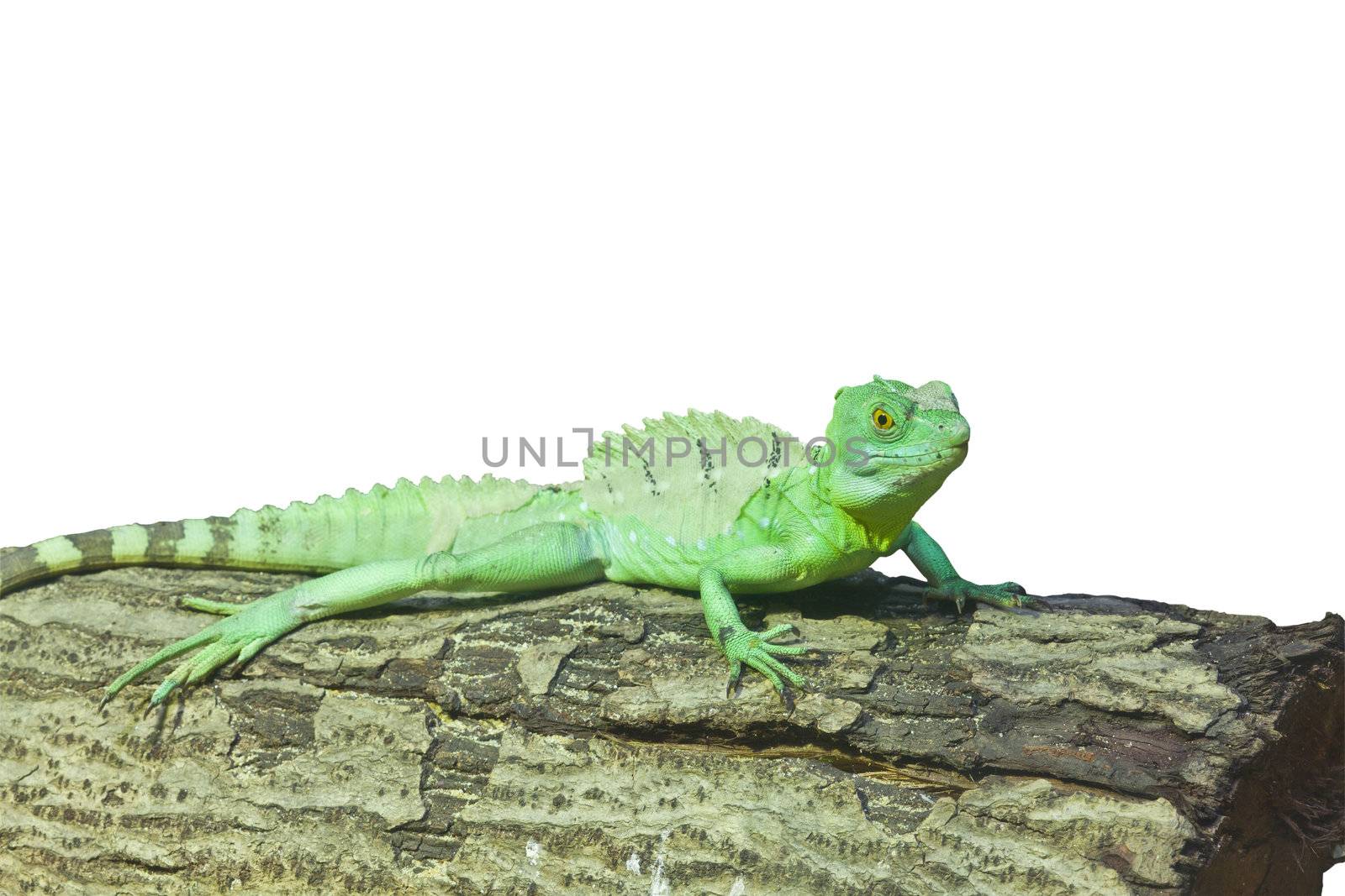 little lizard on a stick  by FrameAngel