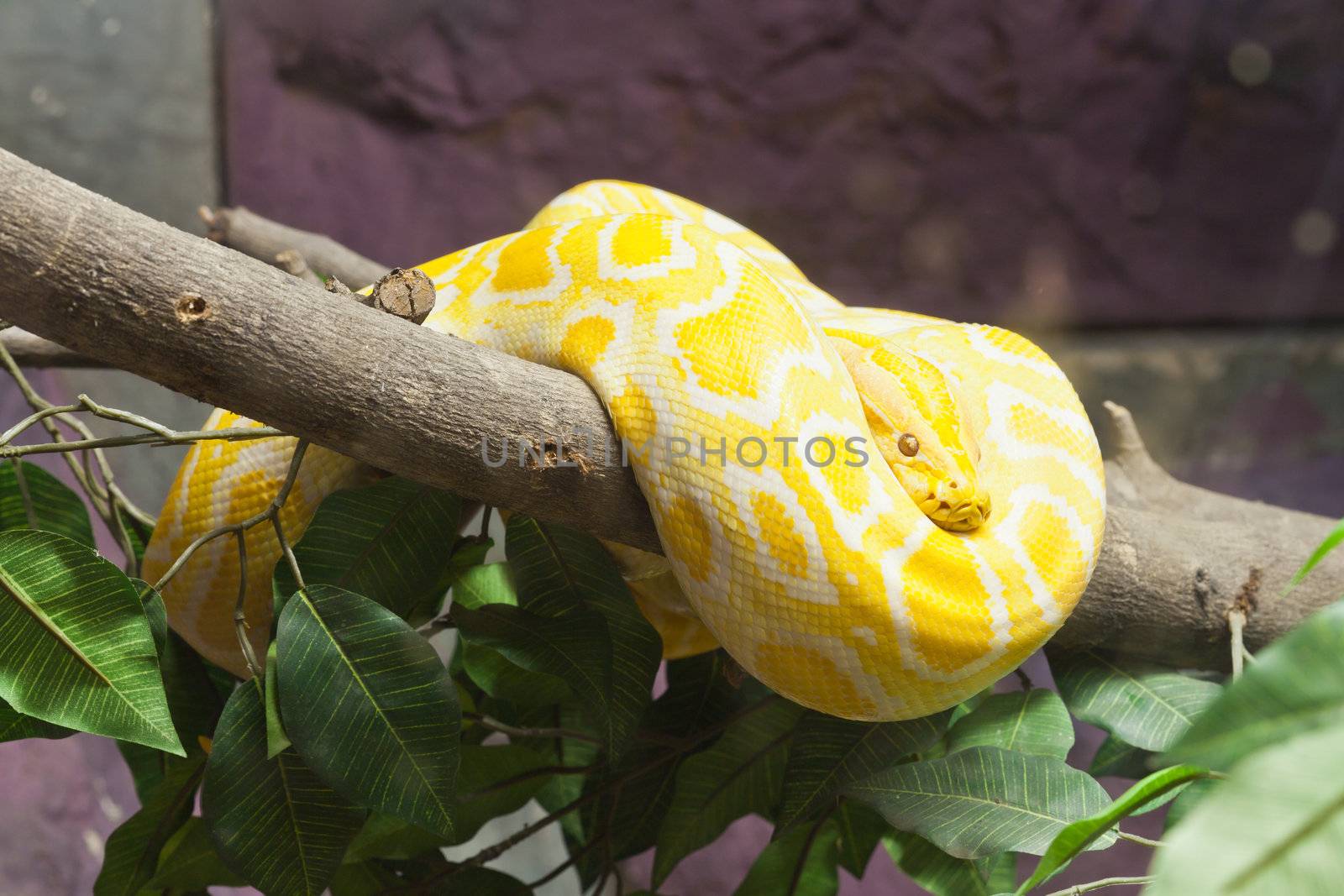 Snake, Golden Thai Python, focus at eyes