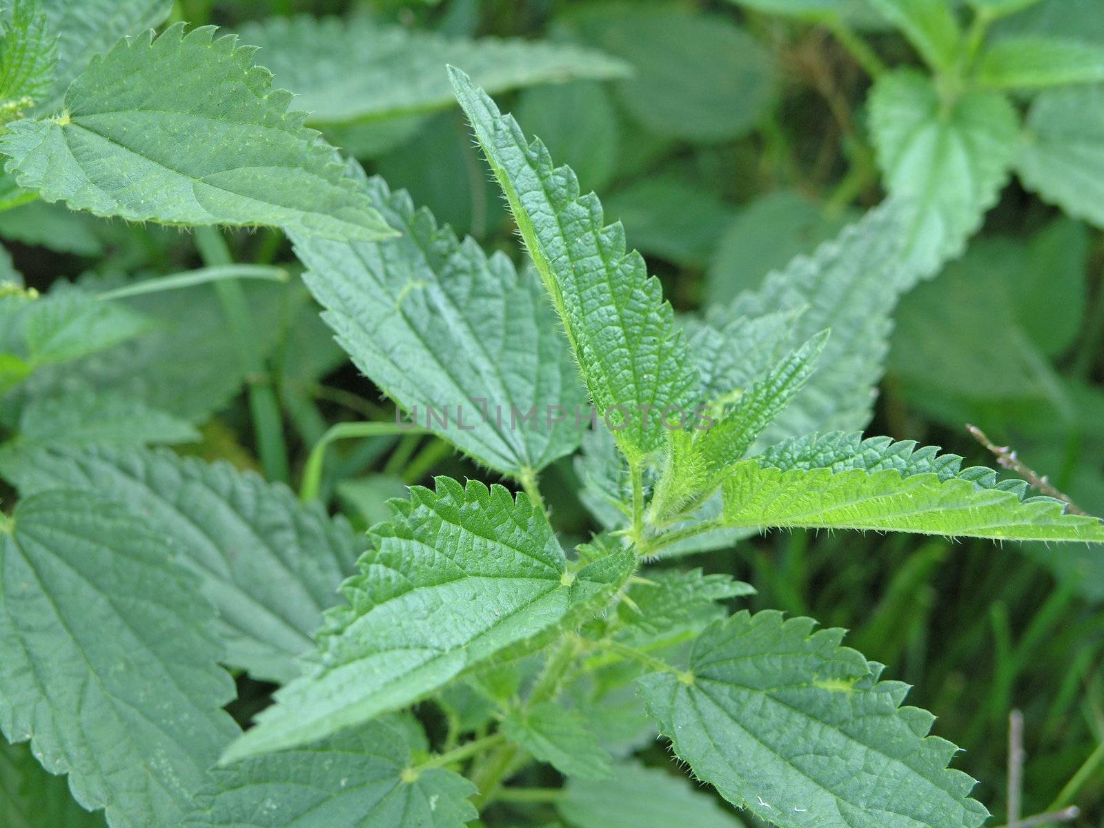 Green Background of plants on agricultural field, weed, Nettle