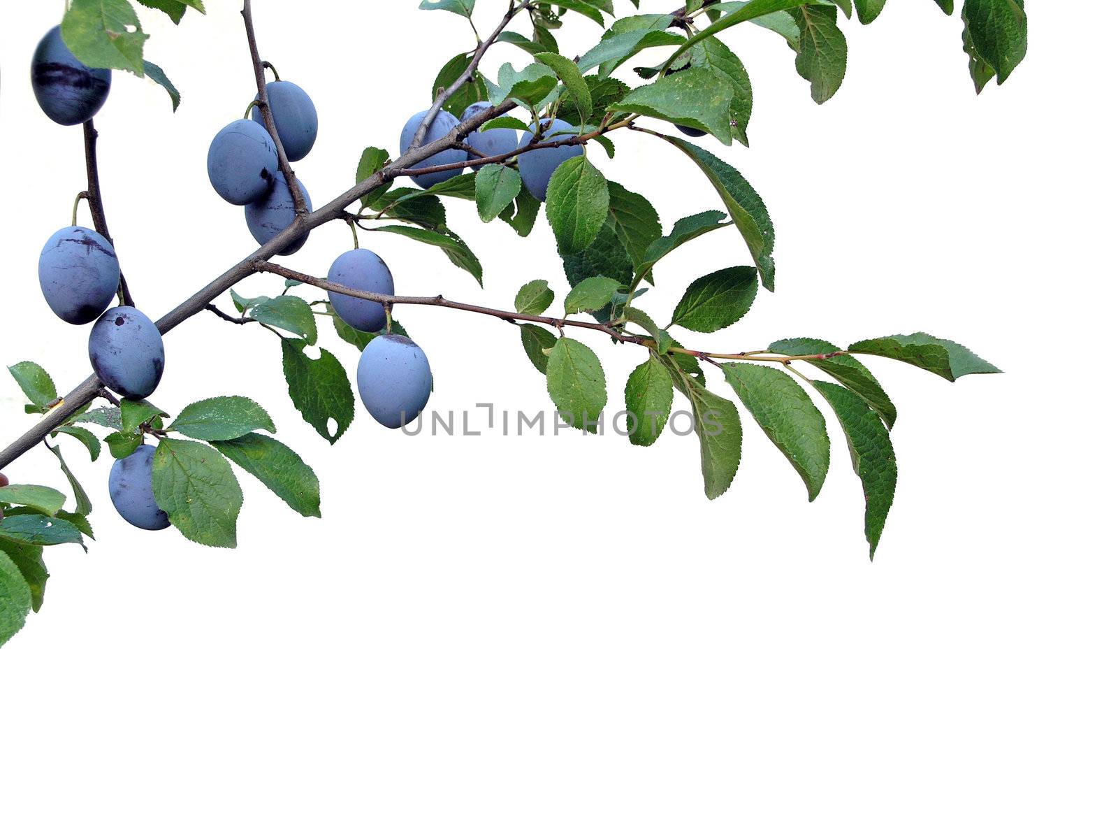 Twig with leafs and three plum