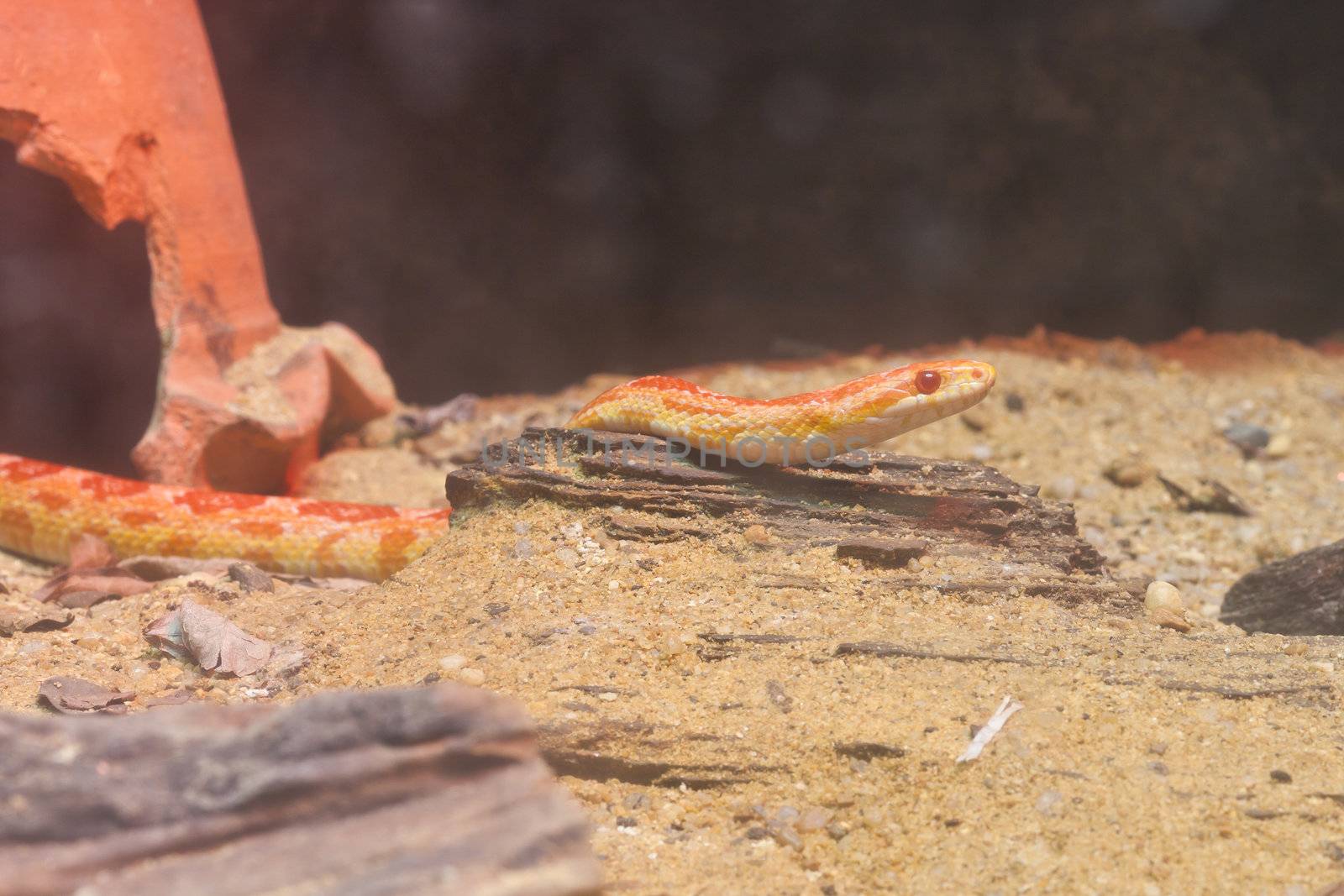 Close up of Corn snake, focus at eyes