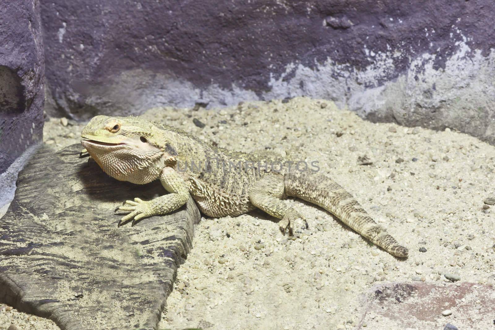 little lizard, Bearded Dragons in yellow lighting