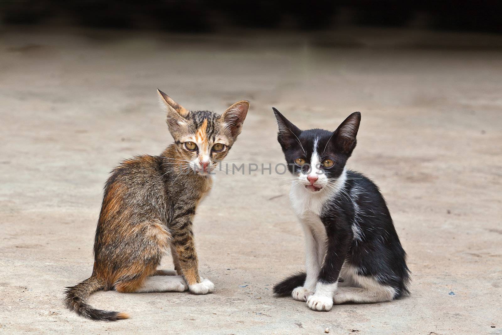 two small cute kitten sitting