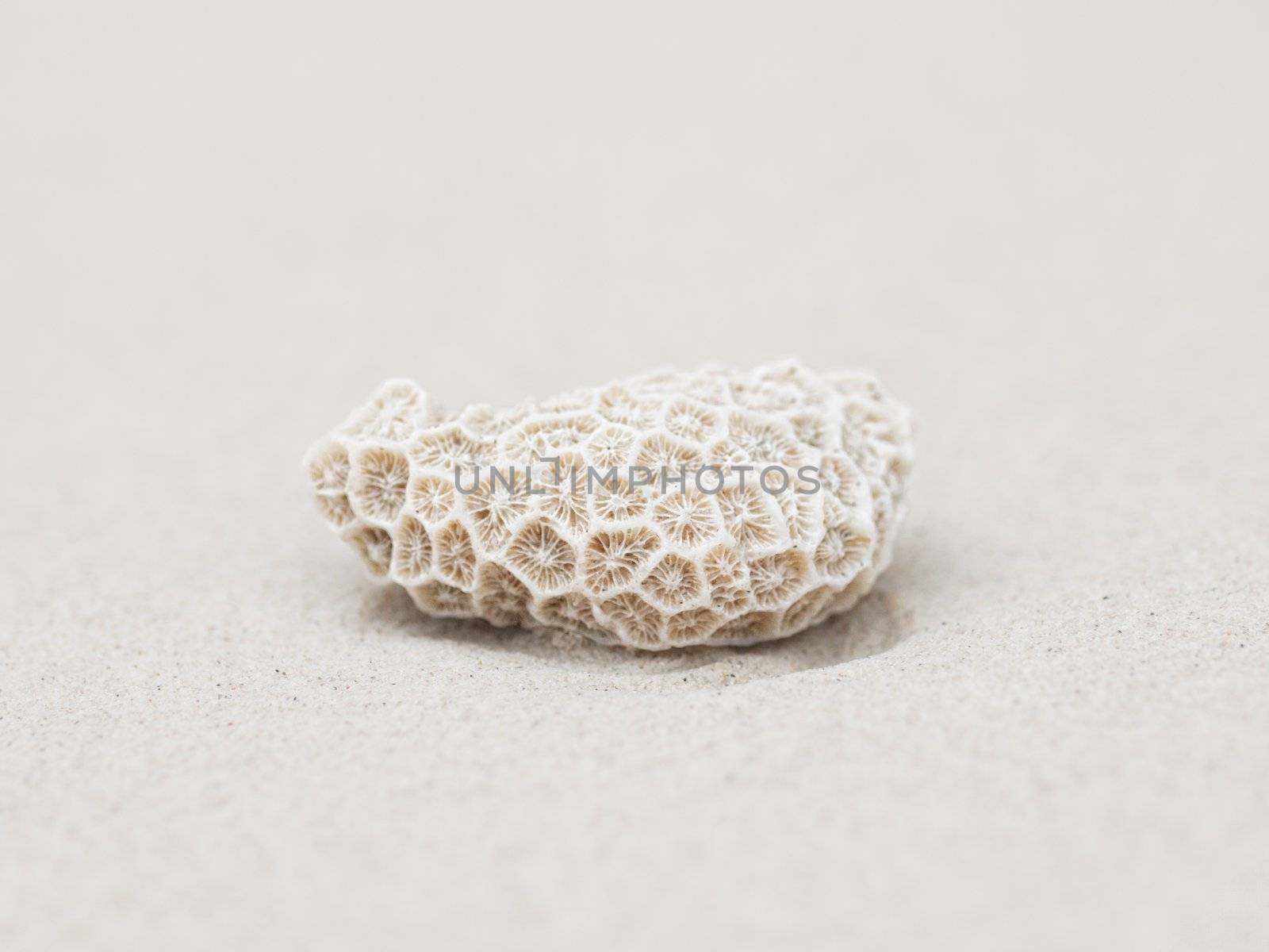 Closeup of a beautiful coral on a white sandy beach in Malaysia