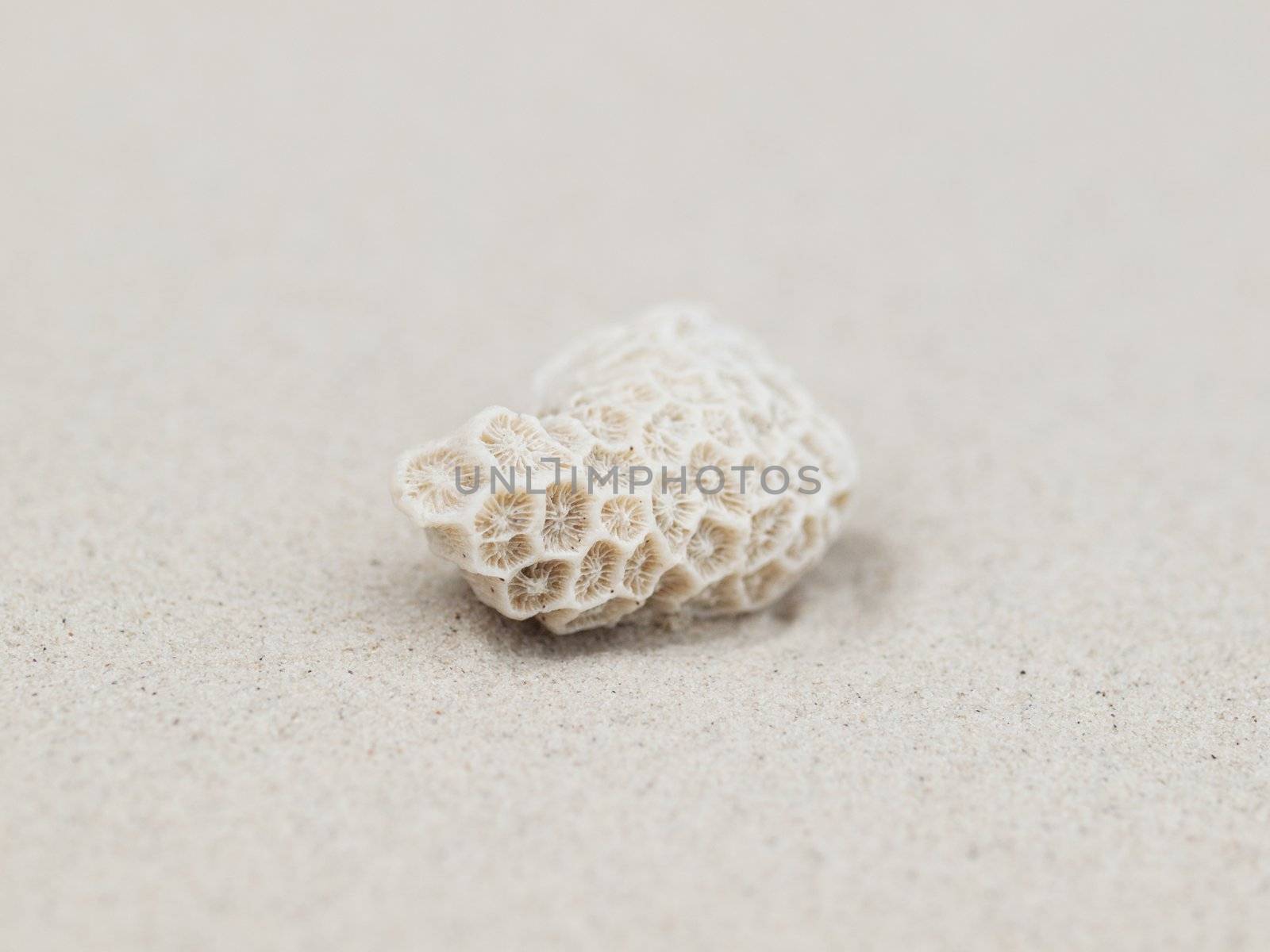 Closeup of a beautiful coral on a white sandy beach in Malaysia