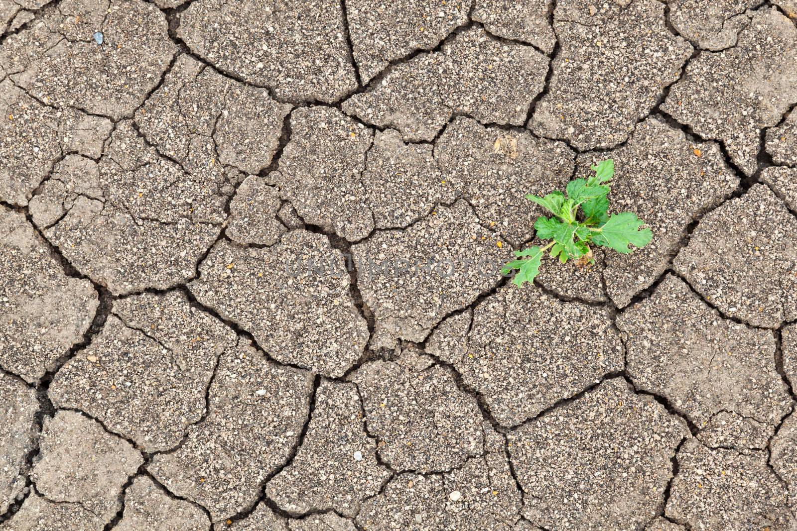 Small plant growth between cracked soil texture by FrameAngel