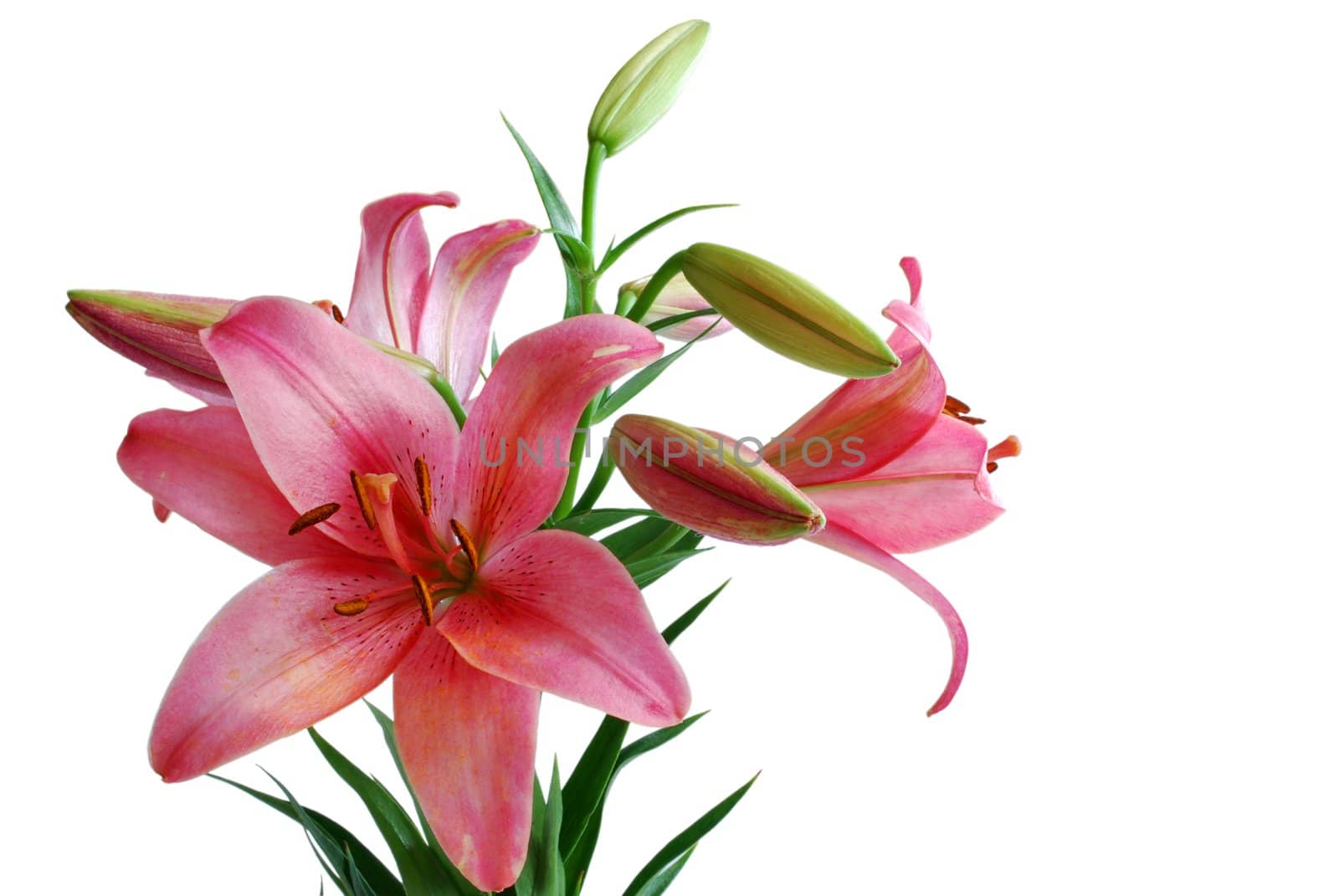 Lily Bouquet Isolated on White