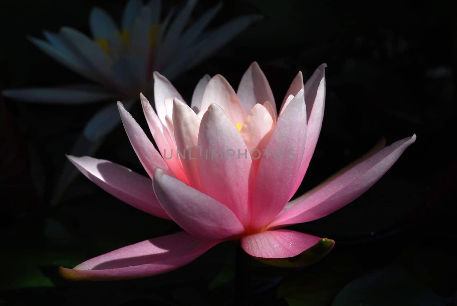 Blooming Water Lily on Blcak Background