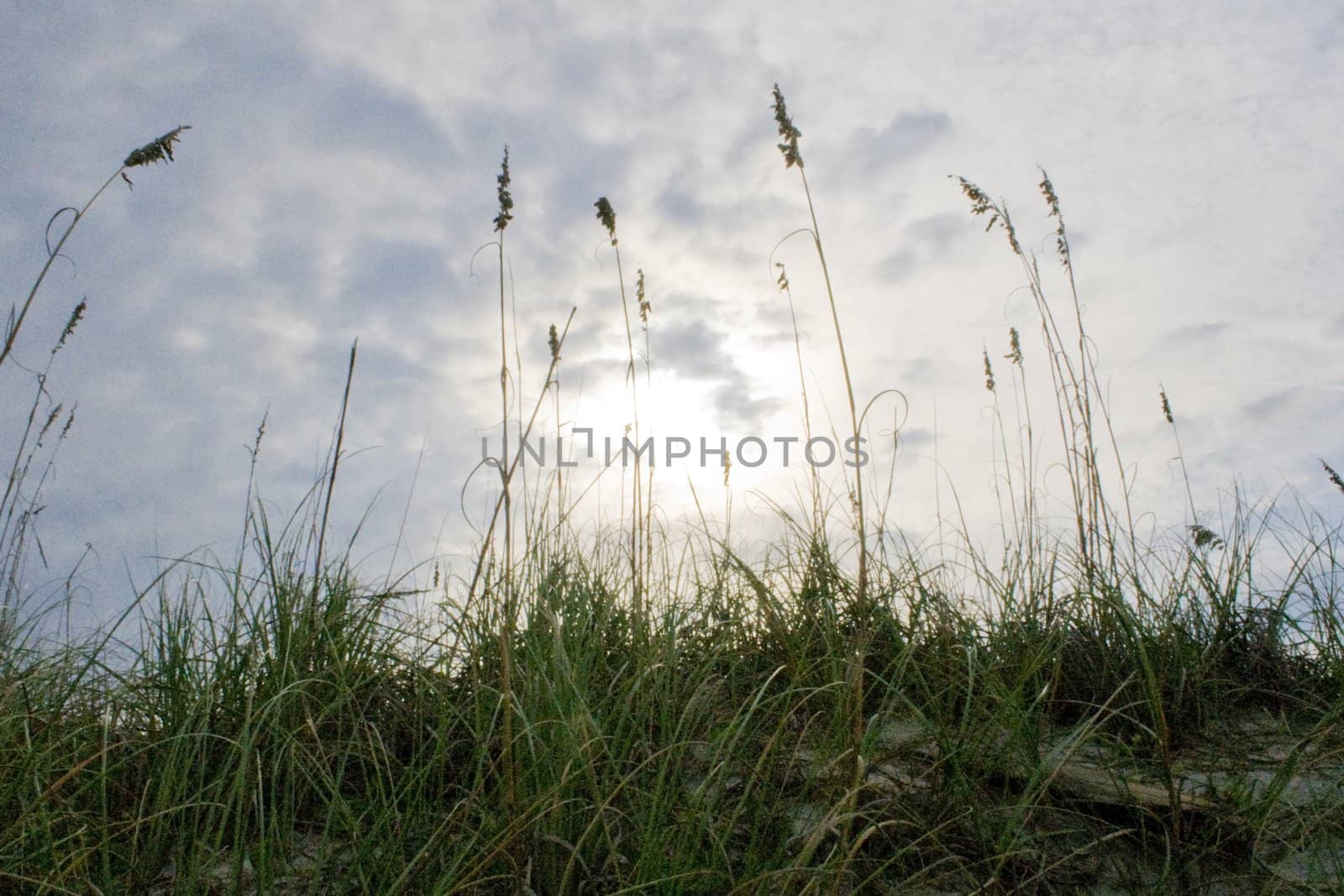 Sea oats on the sand dunes of a beach at sunset