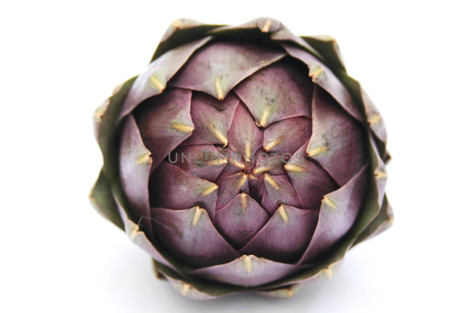 front view of a fresh raw artichoke isolated on white
