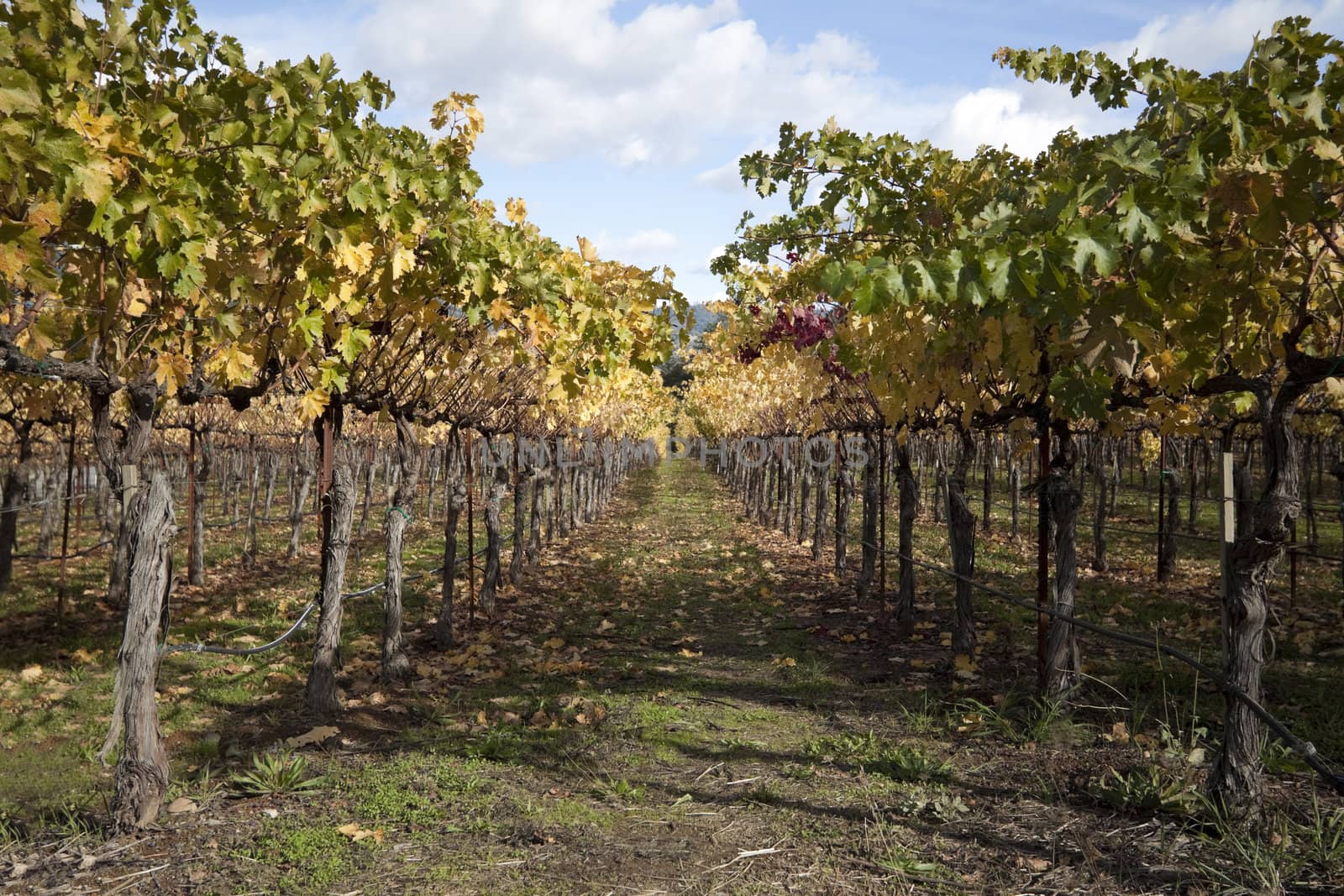 A row of grape vines used for making wine