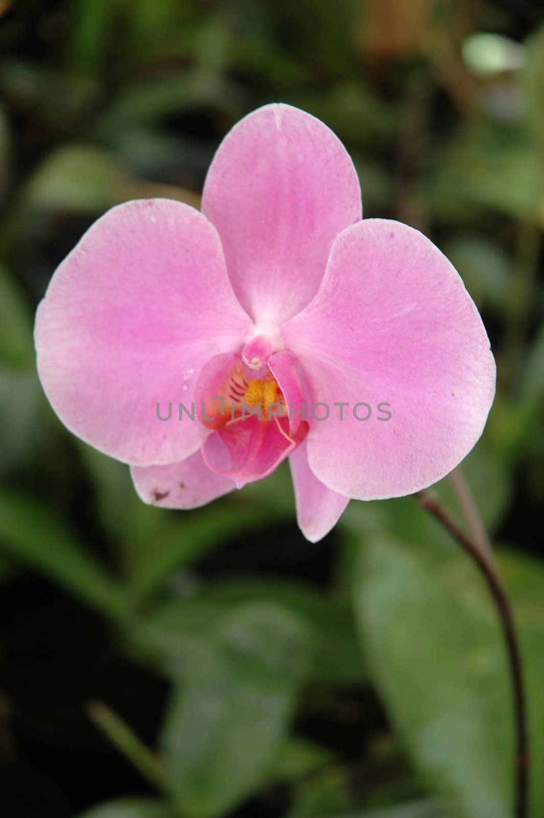 orchid that growth well in tropical climate