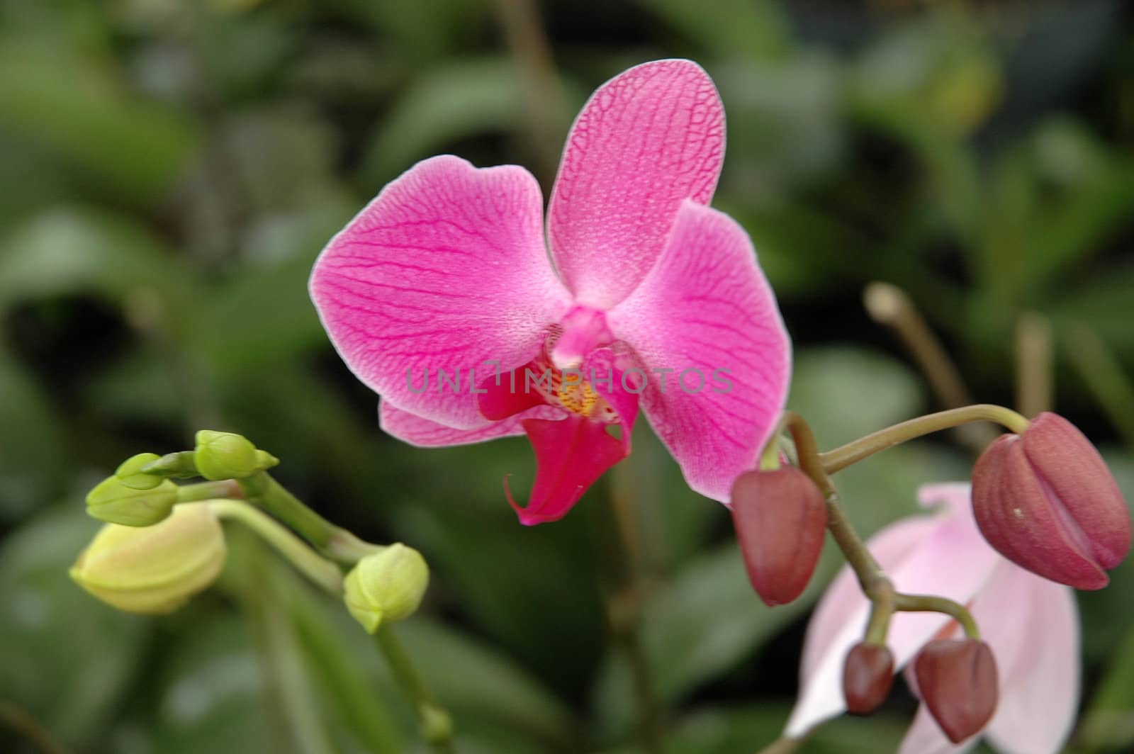 orchid that growth well in tropical climate