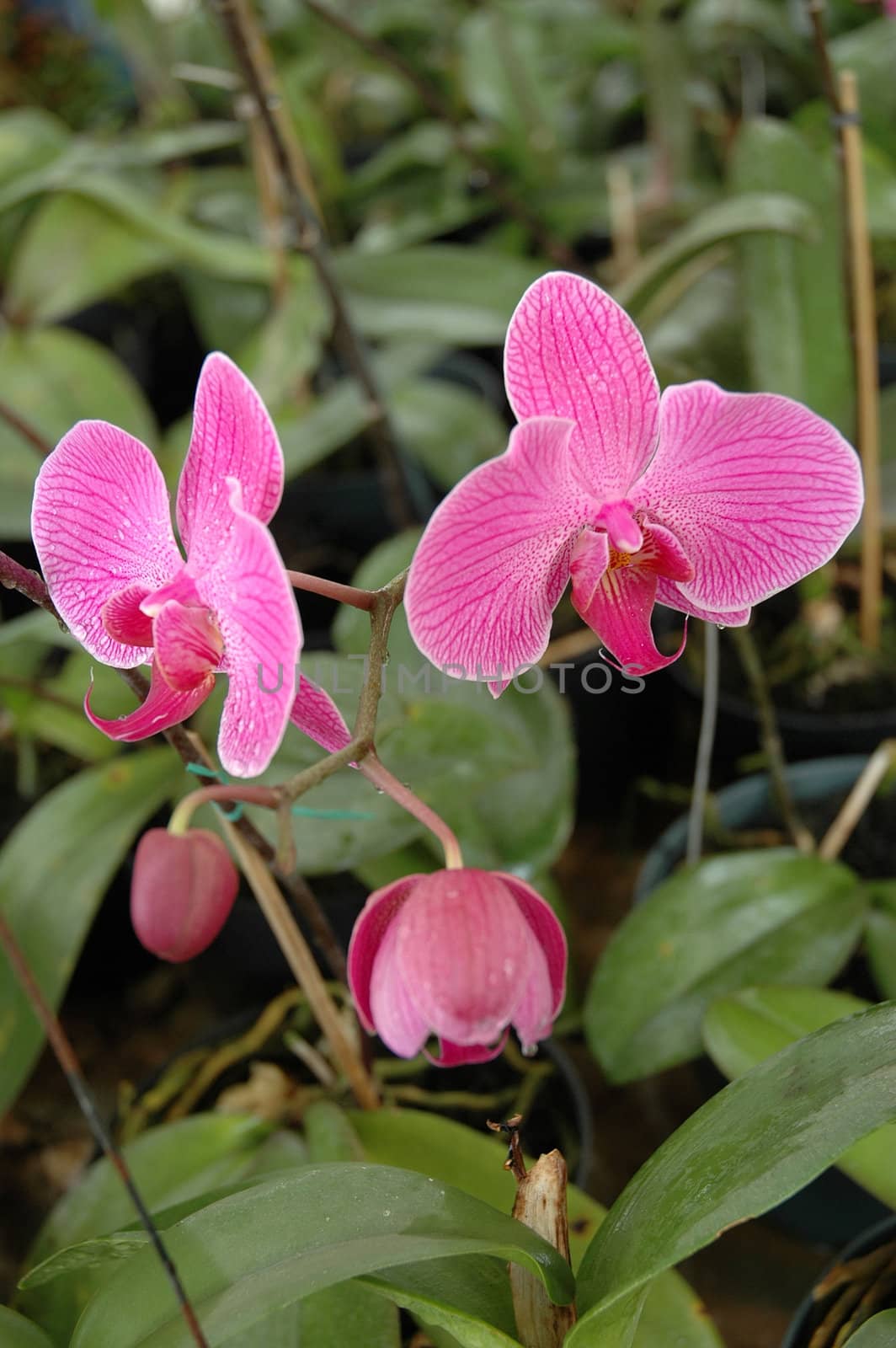 orchid that growth well in tropical climate