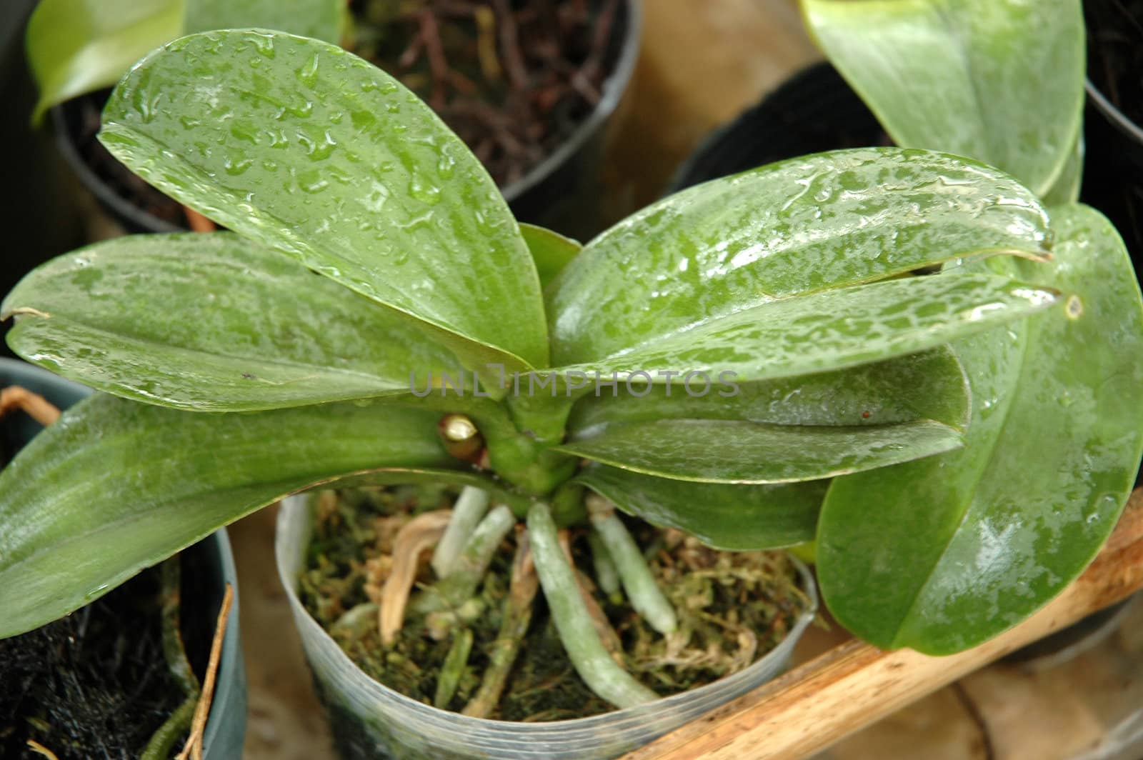 orchid that growth well in tropical climate