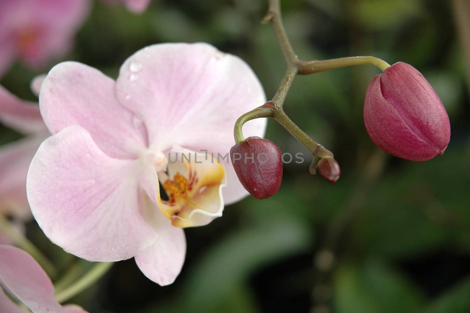 orchid that growth well in tropical climate