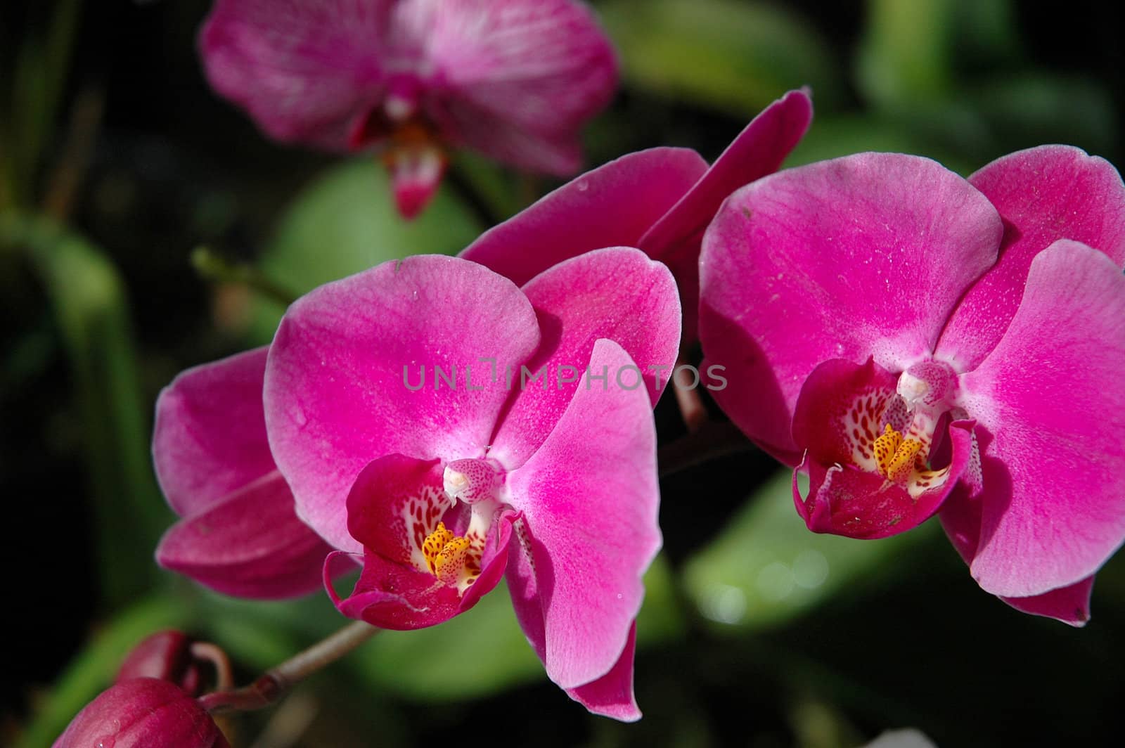 orchid that growth well in tropical climate