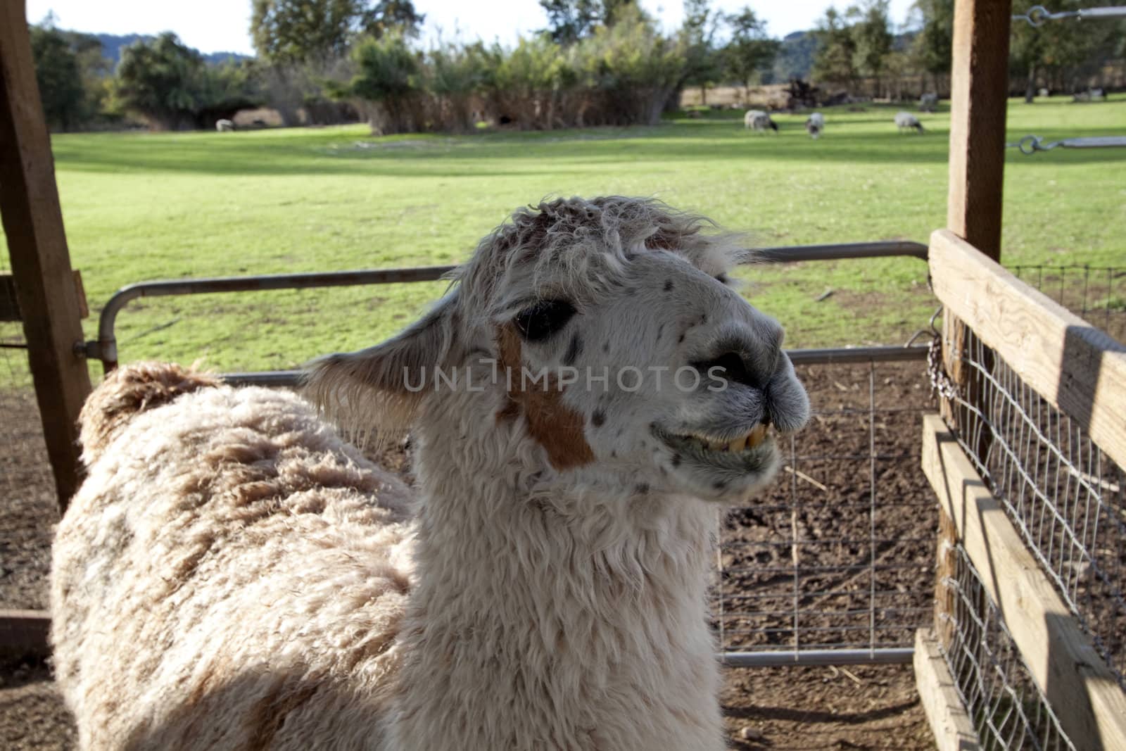 A close up of a llama that seems to be smiling