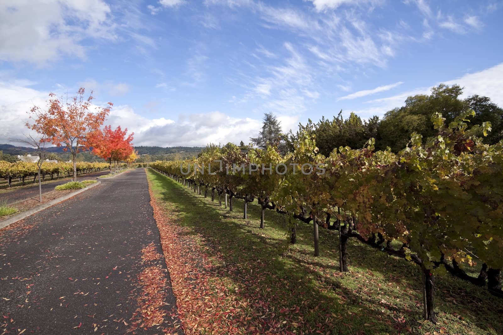 A row of grape vines next to a road