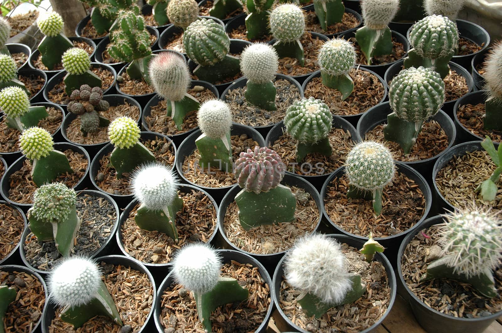 close up view of cactus that growth well in indonesia