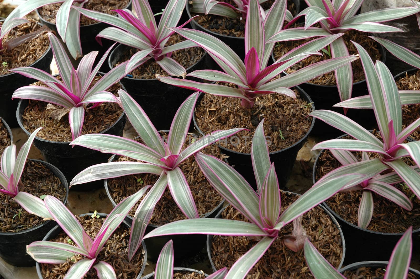 purple leaf as background, suitable for garden and flower research