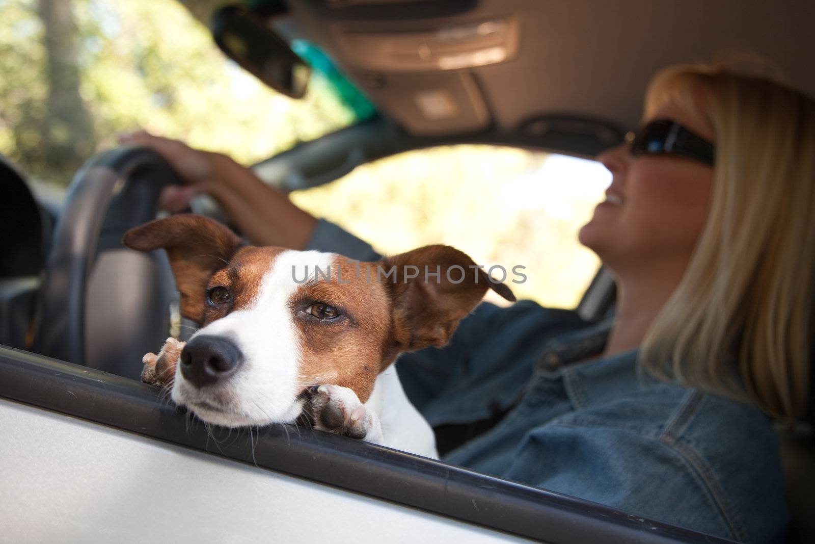 Jack Russell Terrier Enjoying a Car Ride by Feverpitched