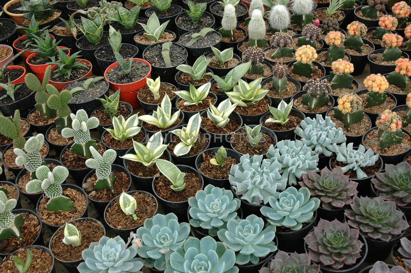 close up view of cactus that growth well in indonesia