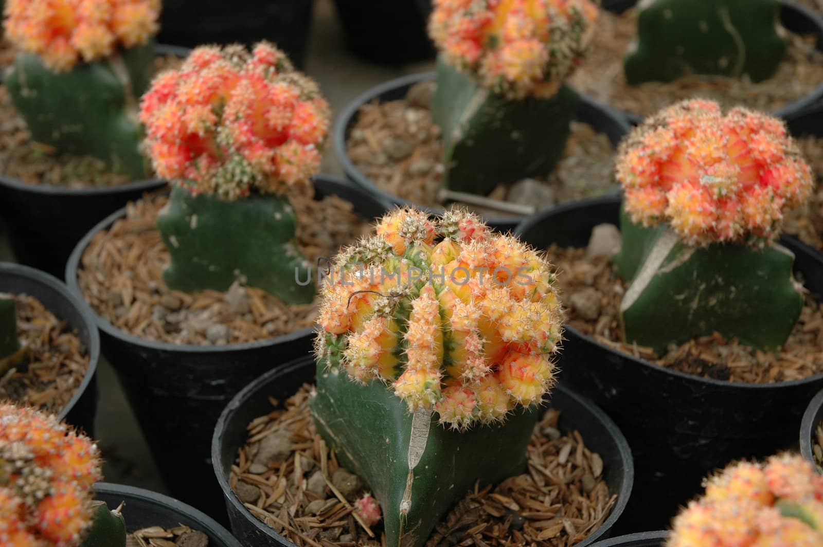 close up view of cactus that growth well in indonesia