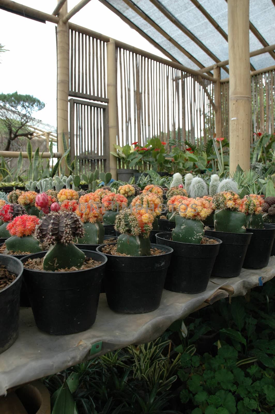close up view of cactus that growth well in indonesia