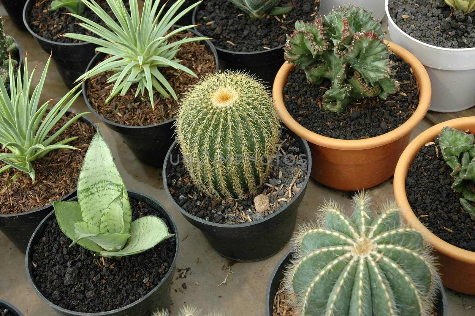 close up view of cactus that growth well in indonesia