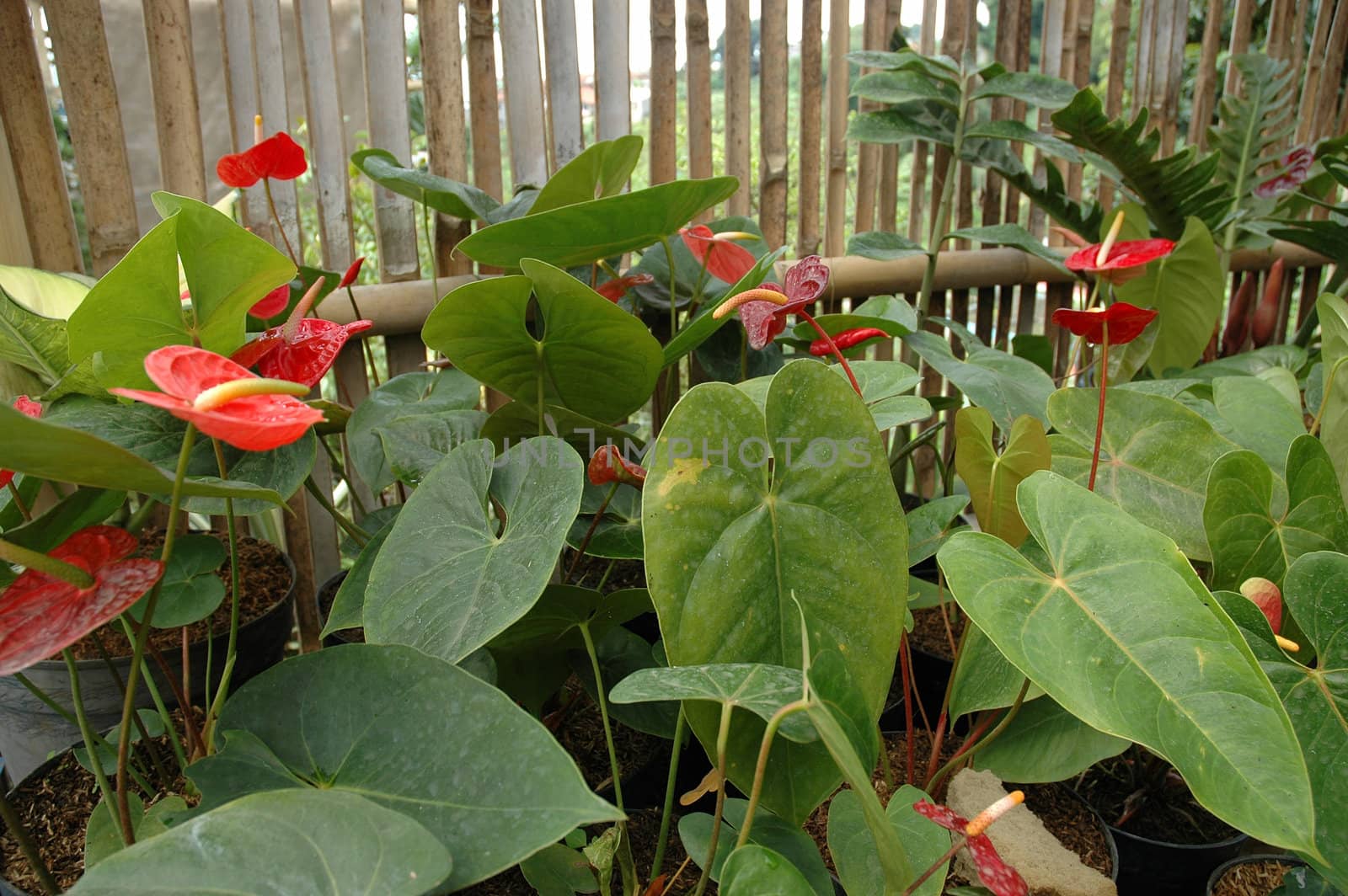 variety of gardenia flower in backyard house terrace