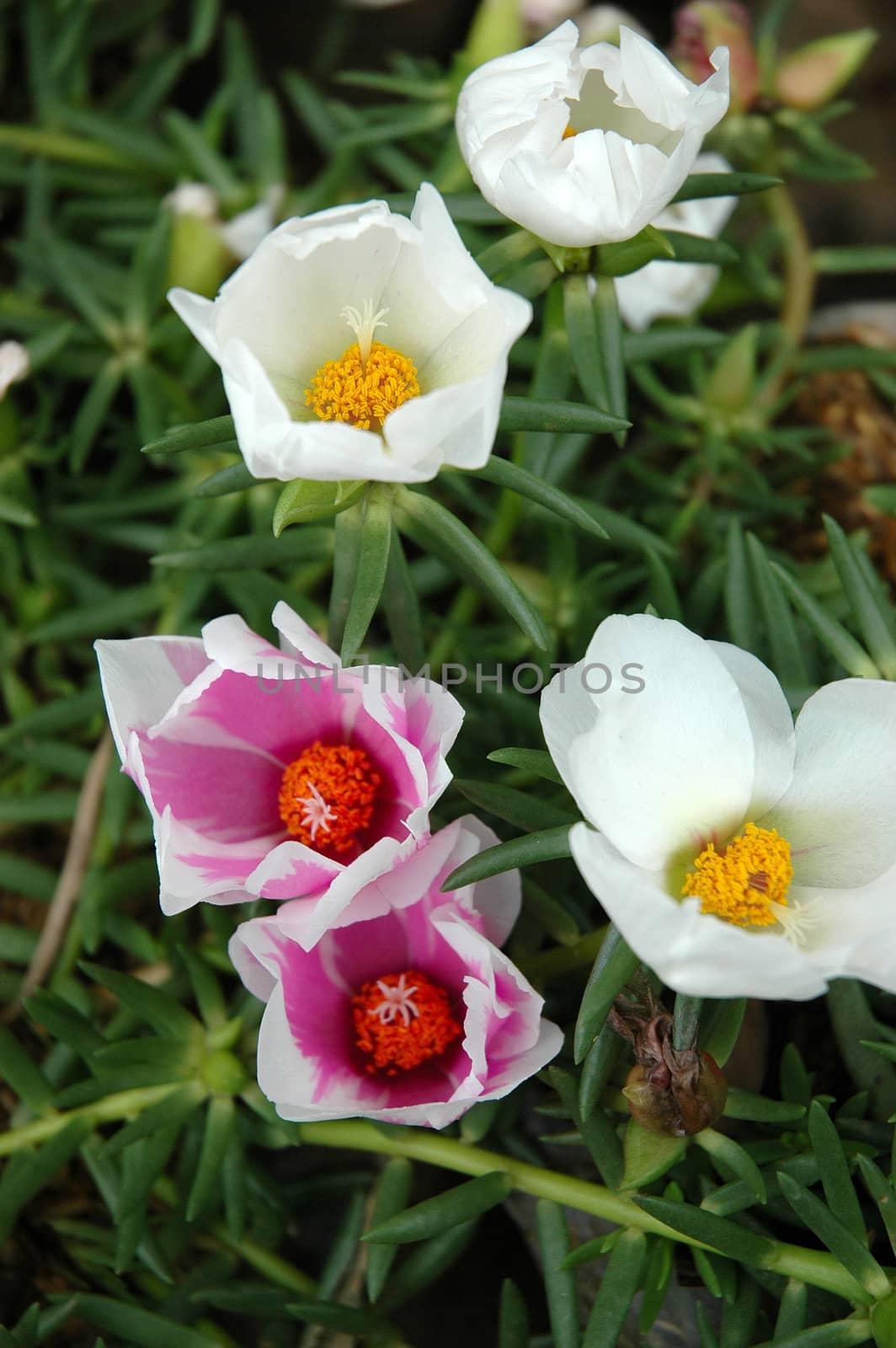 purple rose that growth well in tropical climate