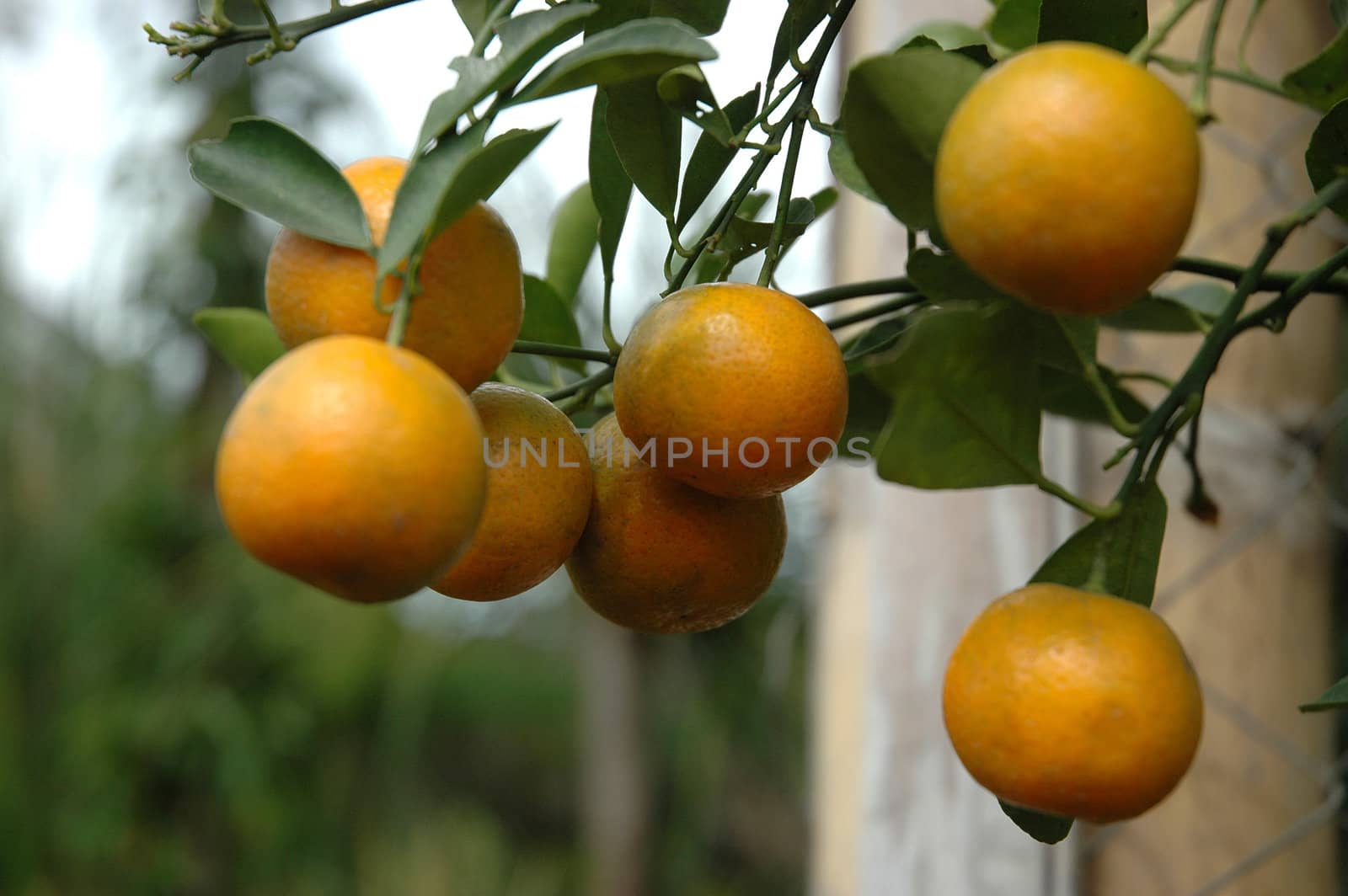 oranges hanging from an orange tree that growth well in tropical climate