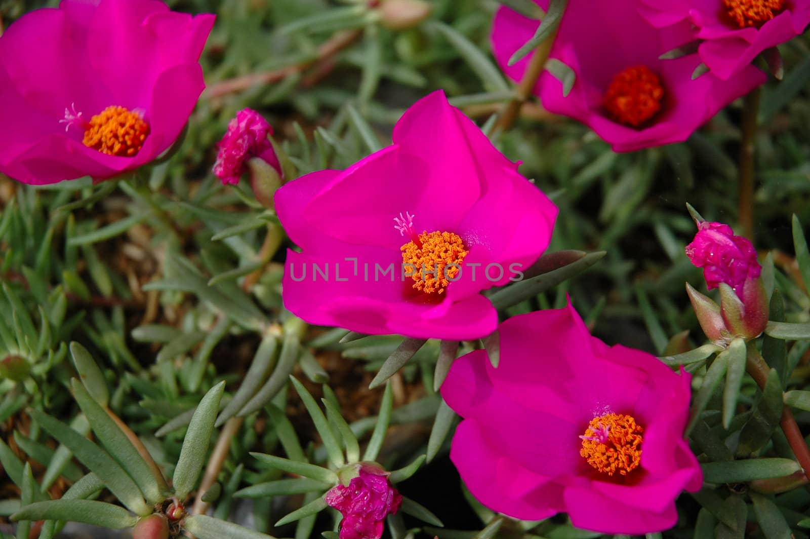 purple rose that growth well in tropical climate