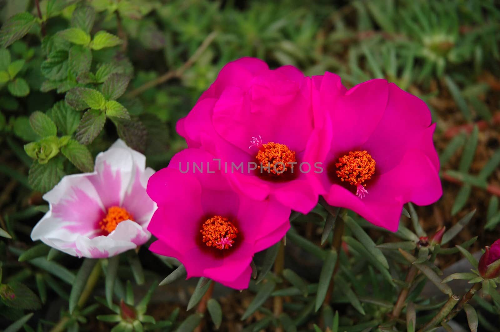purple rose that growth well in tropical climate