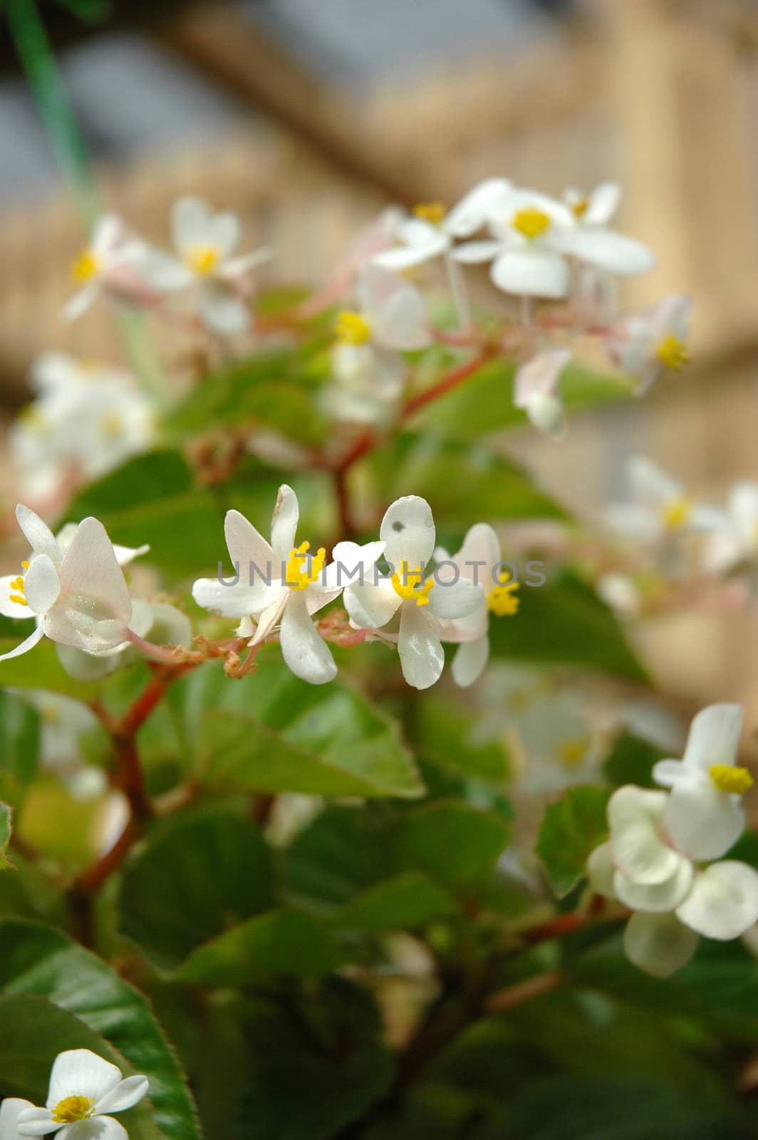 tropical flower that growth well in indonesia