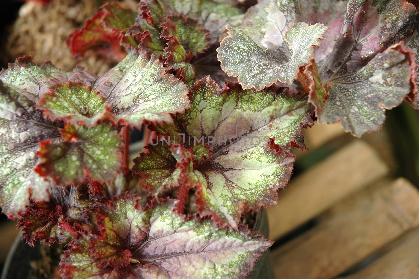 purple leaf as background, suitable for garden and flower research