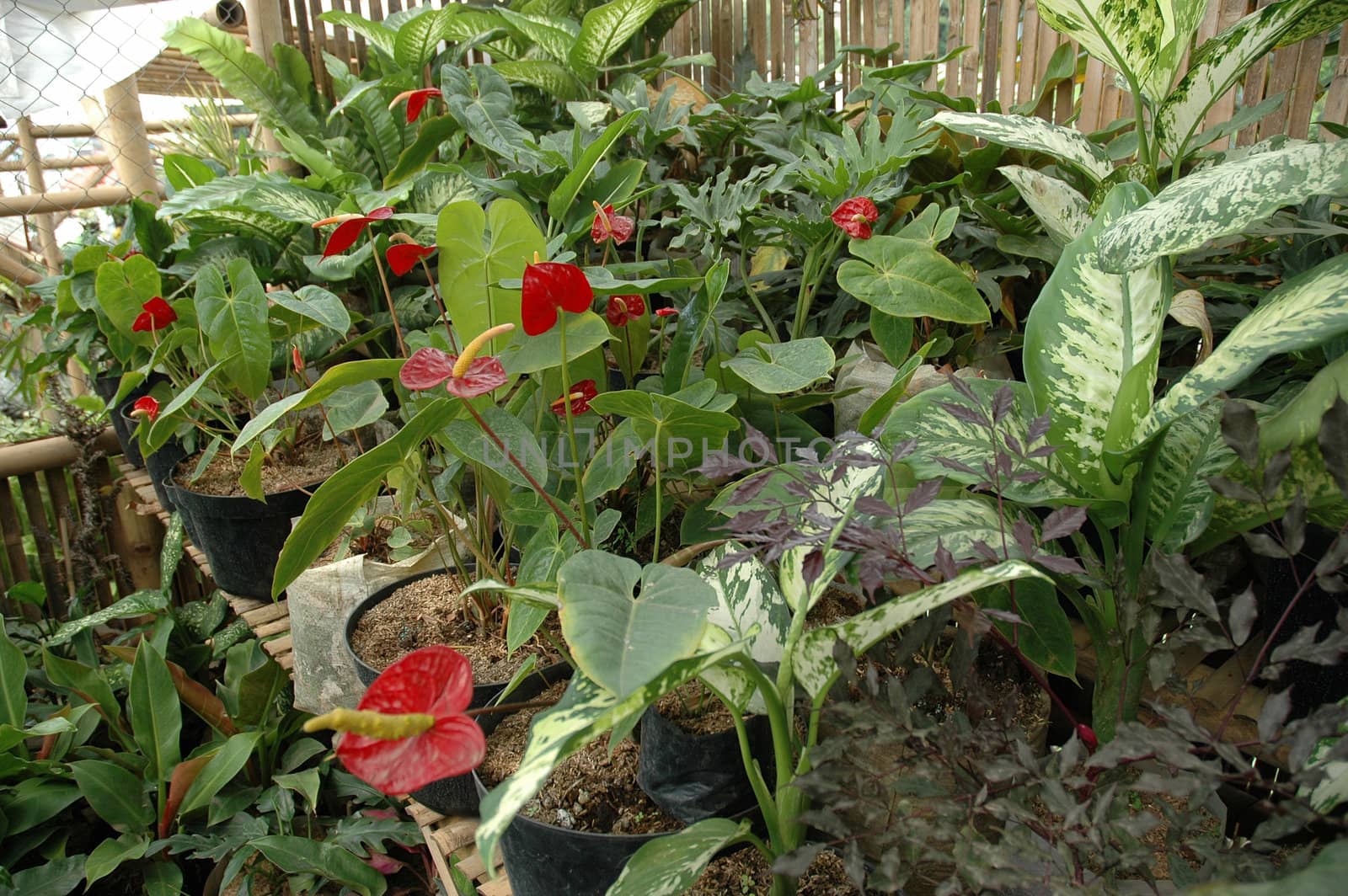 variety of gardenia flower in backyard house terrace
