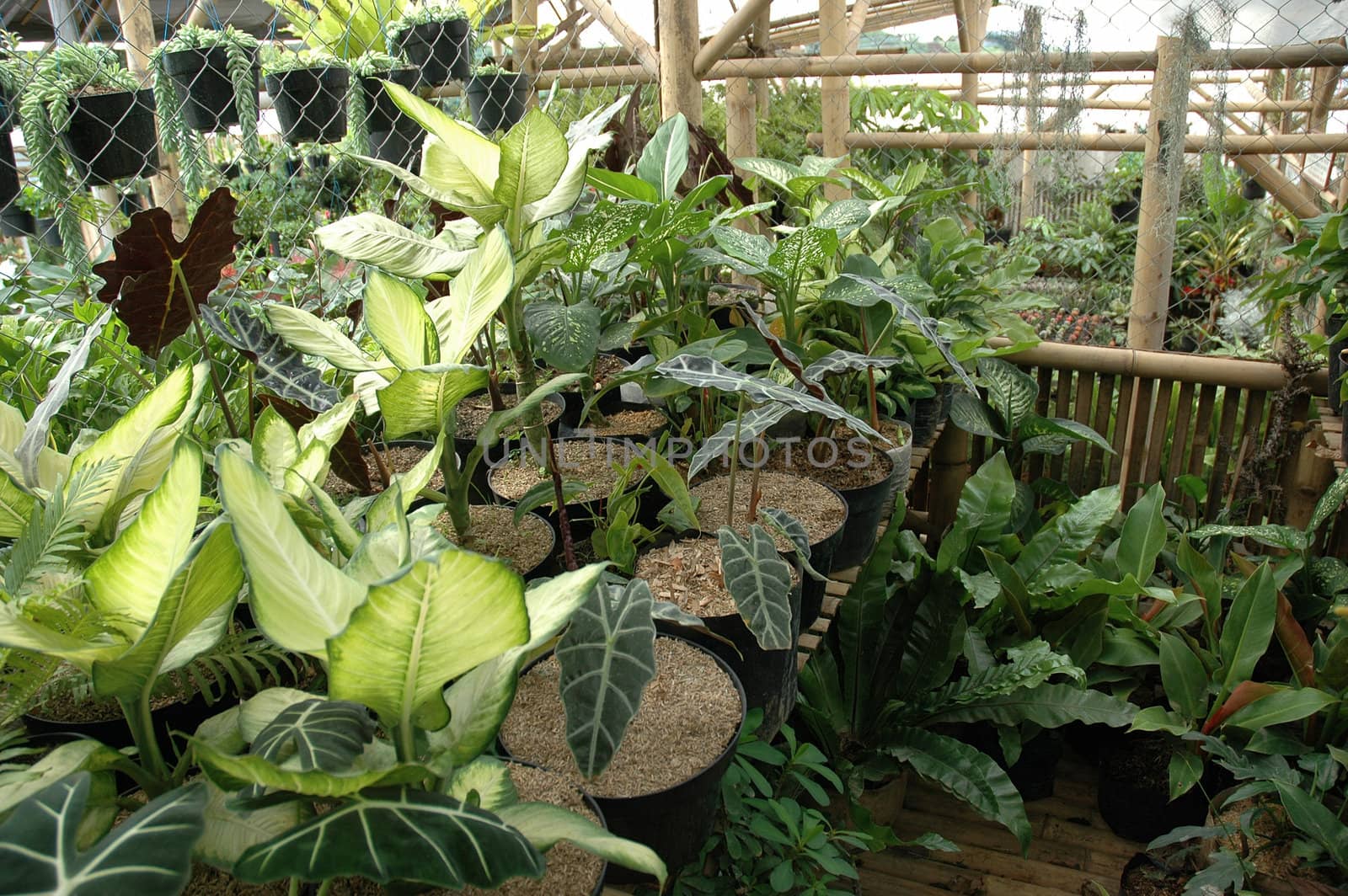 variety of gardenia flower in backyard house terrace