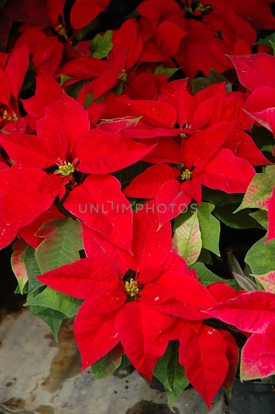 red leaf as background, suitable for garden and flower research