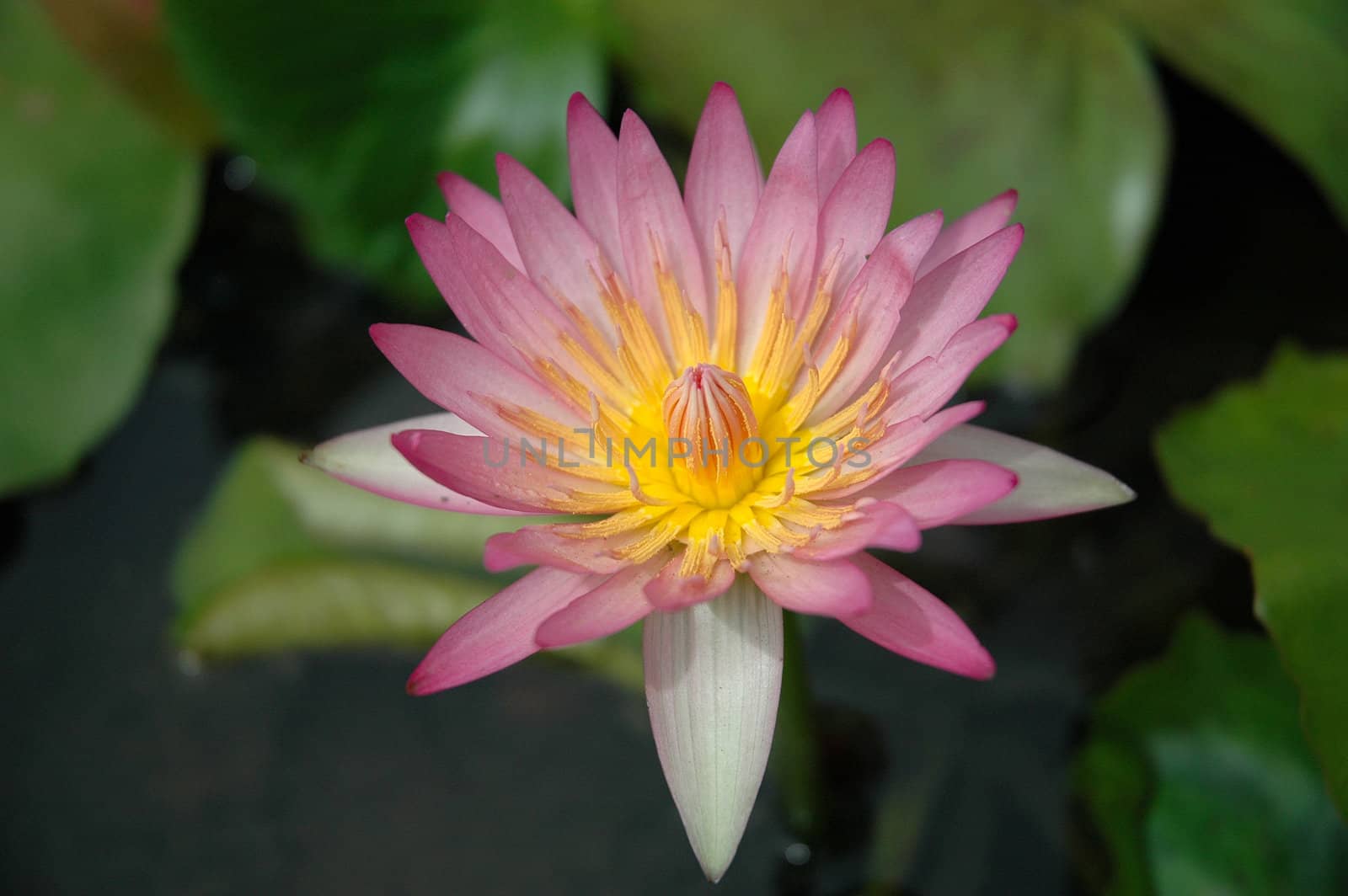 photograph of pink lotus flower after the rain
