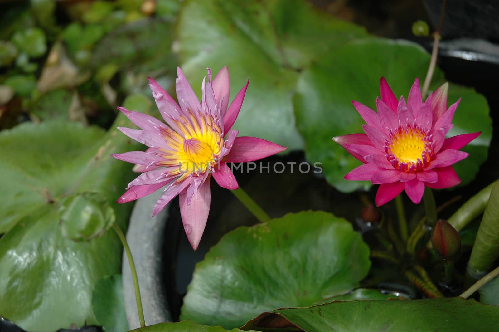 photograph of pink lotus flower after the rain