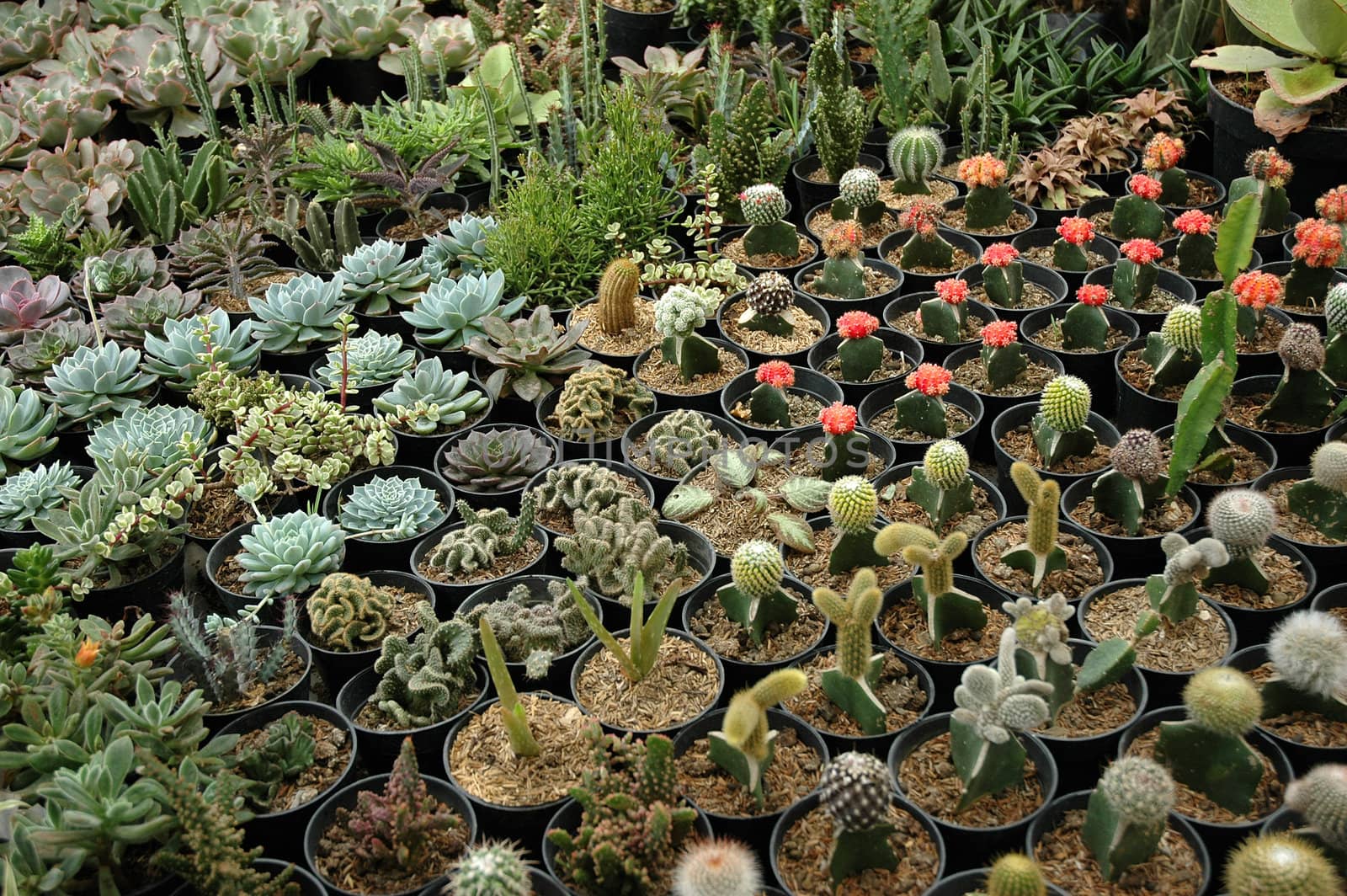 close up view of cactus that growth well in indonesia